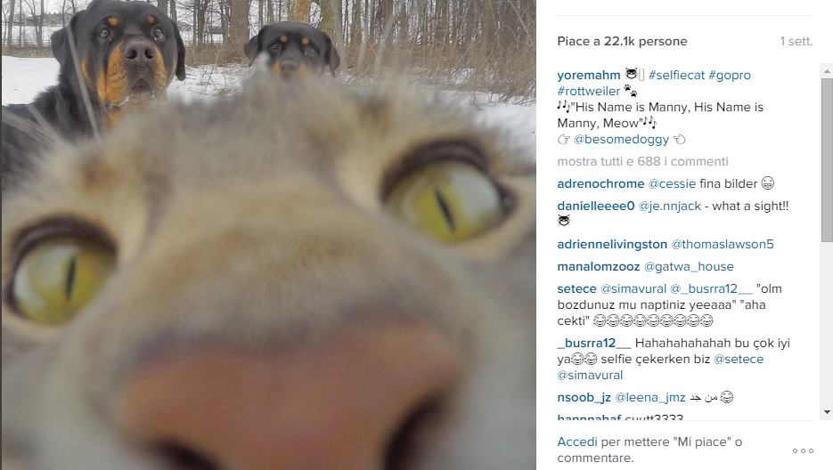 Manny, il gatto che si fa i selfie