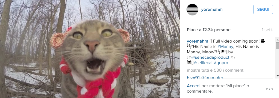 Manny, il gatto che si fa i selfie