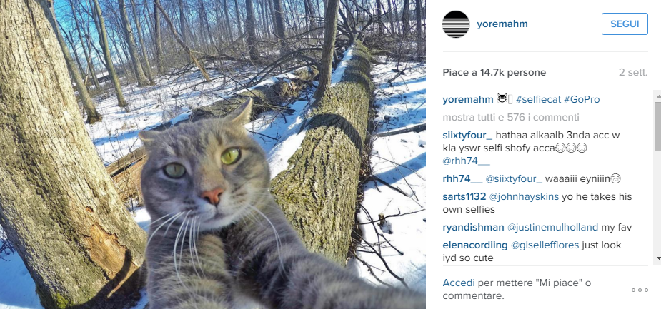 Manny, il gatto che si fa i selfie