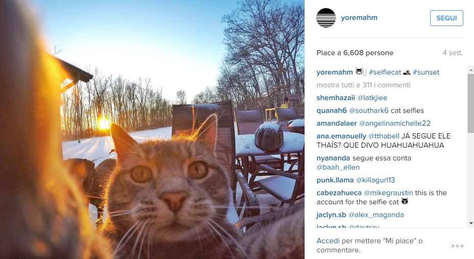 Manny, il gatto che si fa i selfie