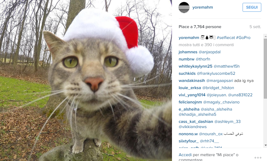Manny, il gatto che si fa i selfie