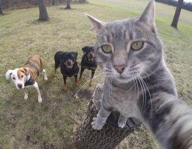 Manny, il gatto che si fa i selfie