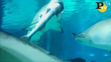 In un Acquario uno Squalo mangia altri Squali