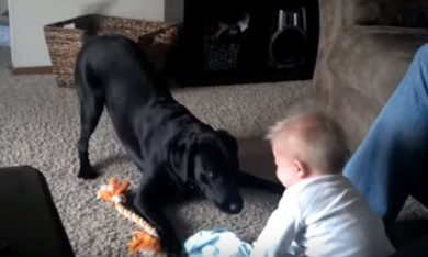 Il cane vuole giocare, il bimbo ride