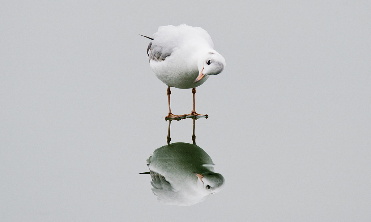 ANIMALI, le foto più belle del mese – Gennaio