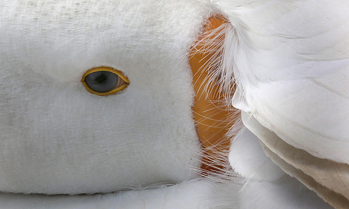 ANIMALI, le foto più belle del mese – Gennaio