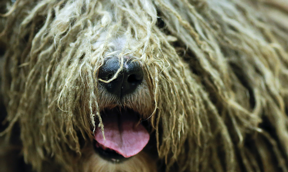 ANIMALI, le foto più belle del mese – Gennaio