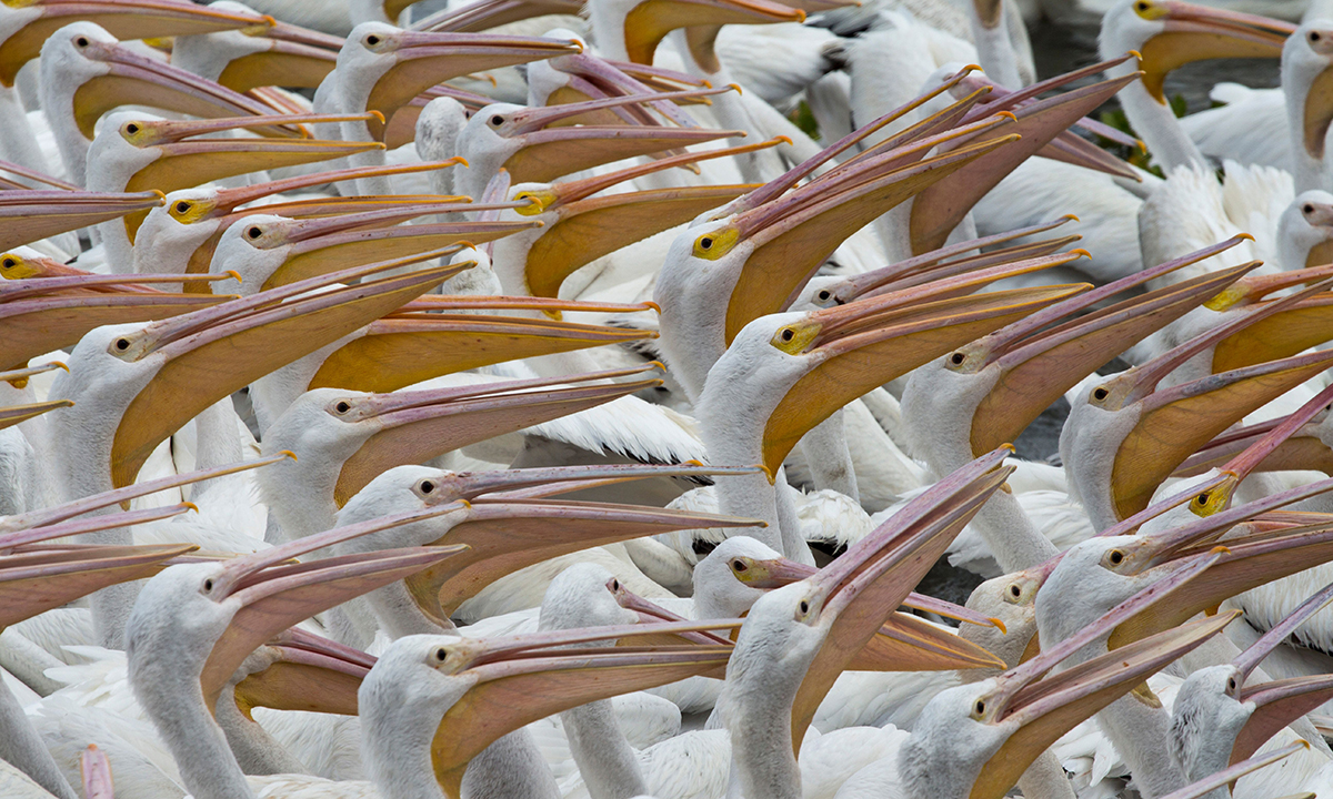 ANIMALI, le foto più belle del mese – Gennaio