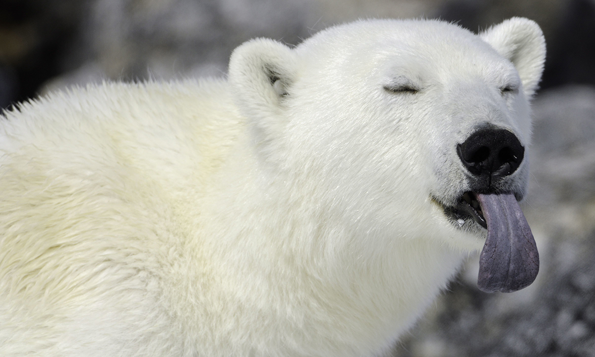 ANIMALI, le foto più belle del mese – Gennaio