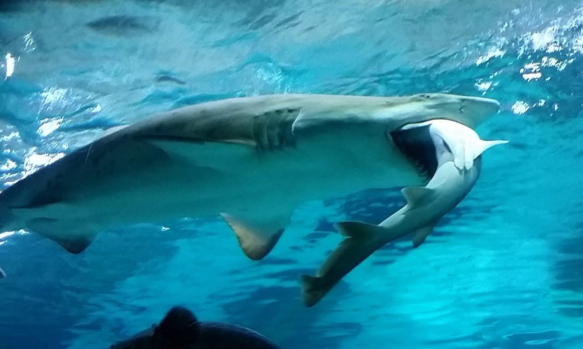 ANIMALI, le foto più belle del mese – Gennaio