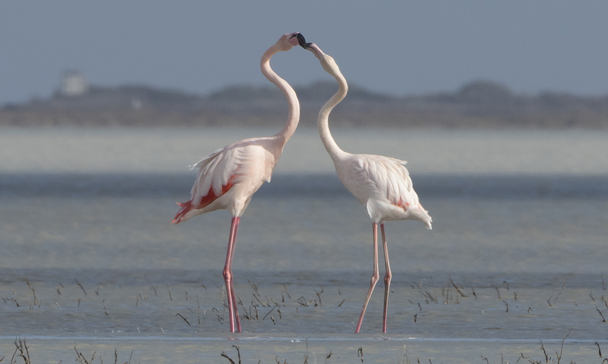 ANIMALI, le foto più belle del mese – Gennaio