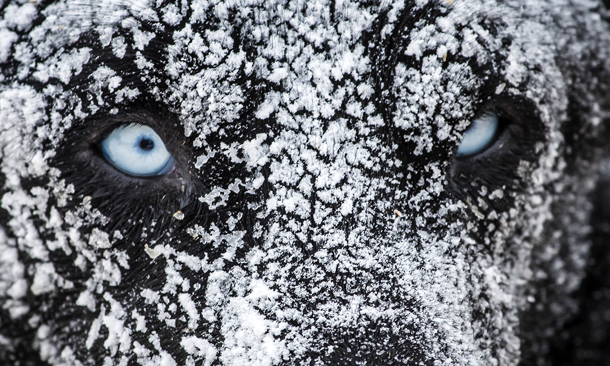 ANIMALI, le foto più belle del mese – Gennaio