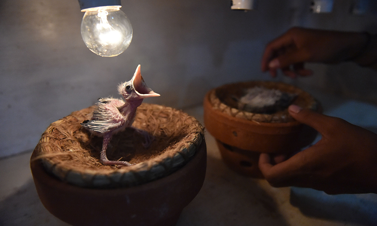 ANIMALI, le foto più belle del mese – Gennaio