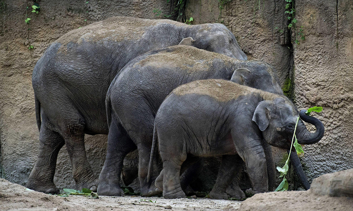 ANIMALI, le foto più belle del mese – Gennaio
