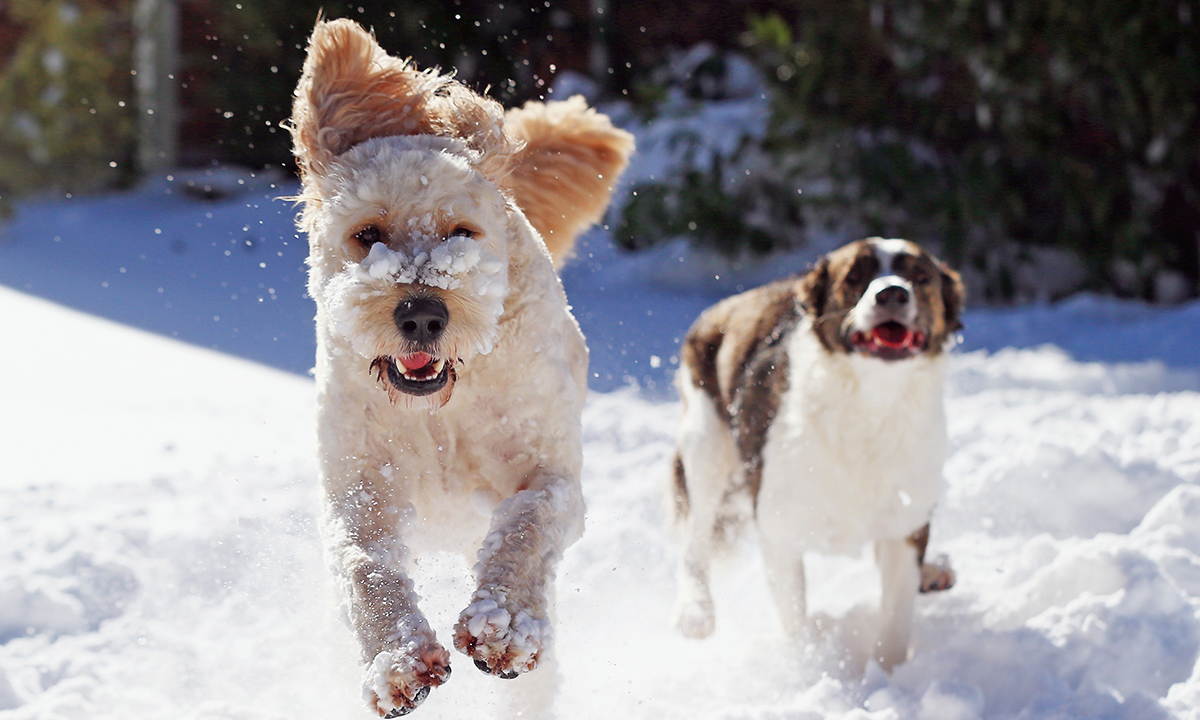 ANIMALI, le foto più belle del mese – Gennaio
