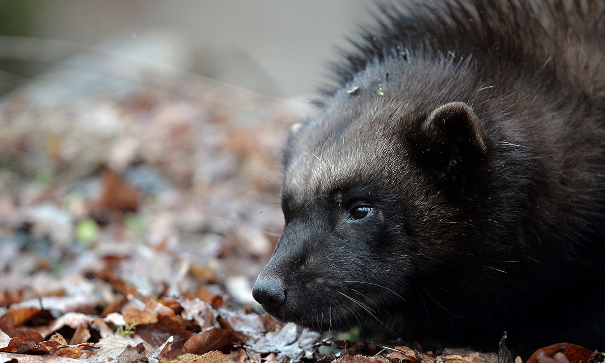 ANIMALI, le foto più belle del mese – Gennaio
