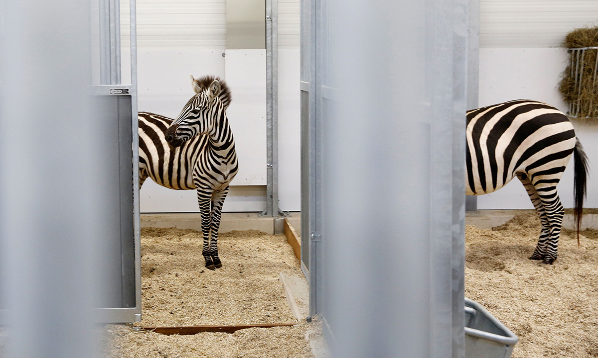 ANIMALI, le foto più belle del mese – Gennaio