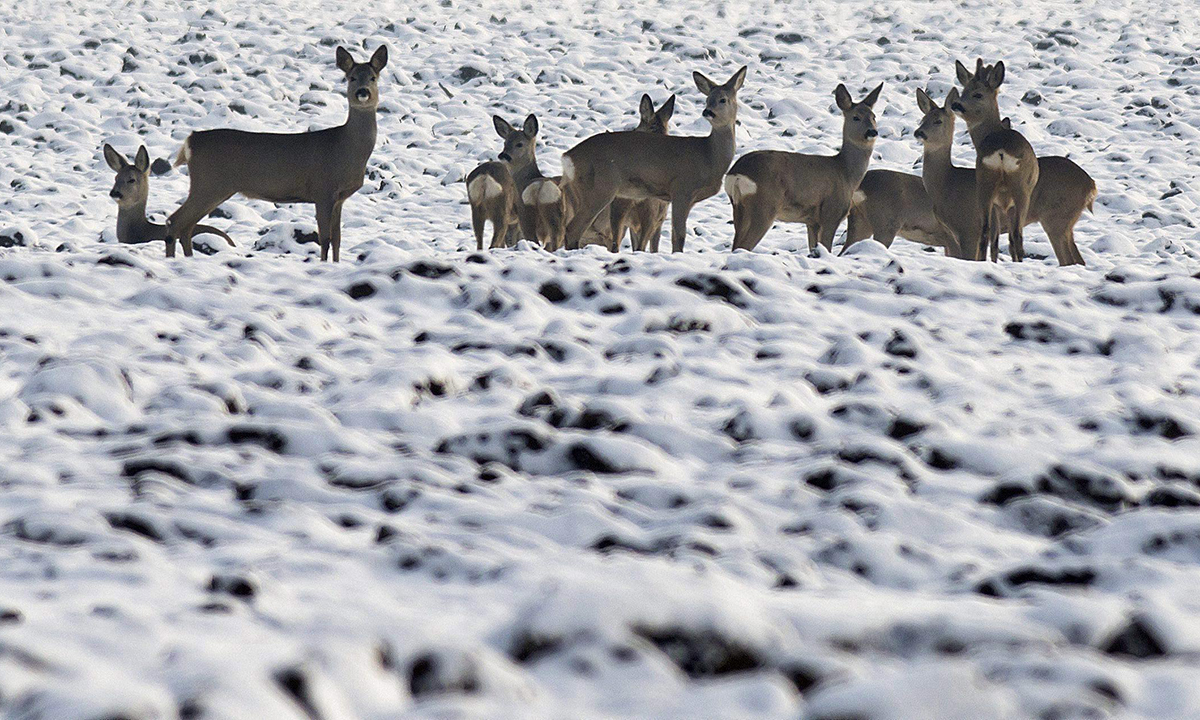 ANIMALI, le foto più belle del mese – Gennaio