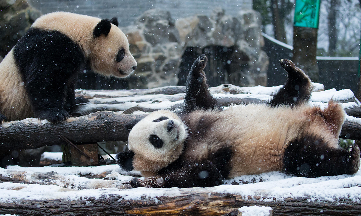 ANIMALI, le foto più belle del mese – Gennaio