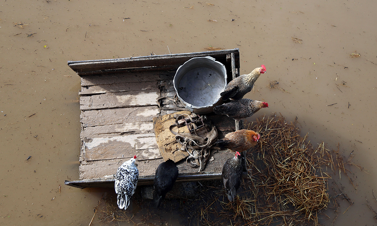 ANIMALI, le foto più belle del mese – Gennaio