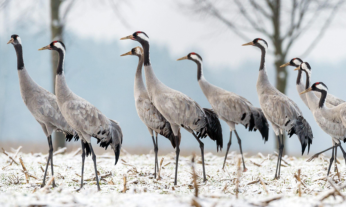 ANIMALI, le foto più belle del mese – Gennaio