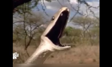 Il terribile urlo del serpente