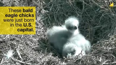 I primi giorni di vita di due Aquilotti