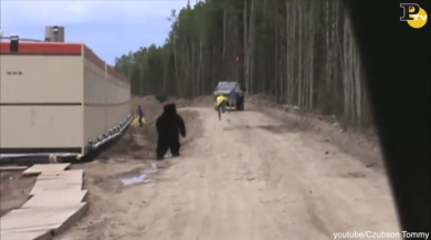 Usa: spaventa i colleghi con un costume da orso