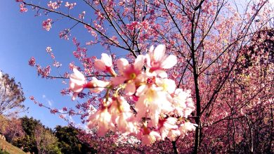 Primavera: 5 cose da sapere