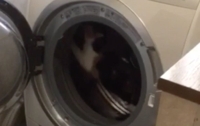 Gatto pensa di essere di essere un Criceto