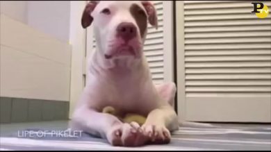 Trovatello diventa cane da guardia per pulcini