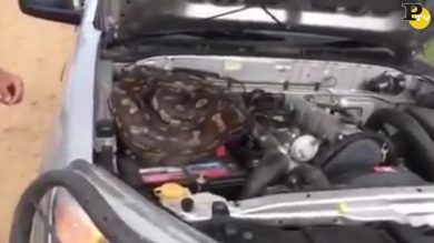 Un pitone nel cofano dell’auto