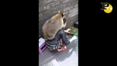 Le avventure di un simpatico procione