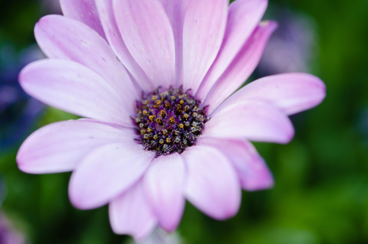 Galleria foto 'Petaloso e altre 8 parole “trabocchetto”' - foto 9