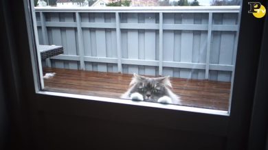 Nessuno ama la neve più di questo gatto