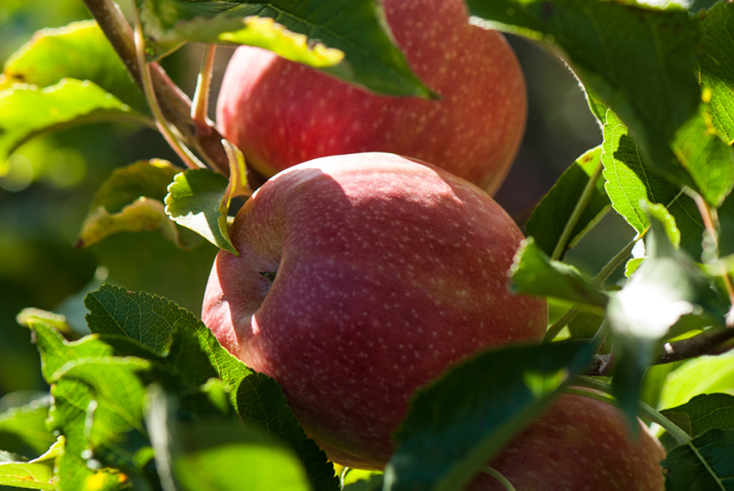 Pink Lady®: la parola ai produttori Pink Lady®: la parola ai produttori