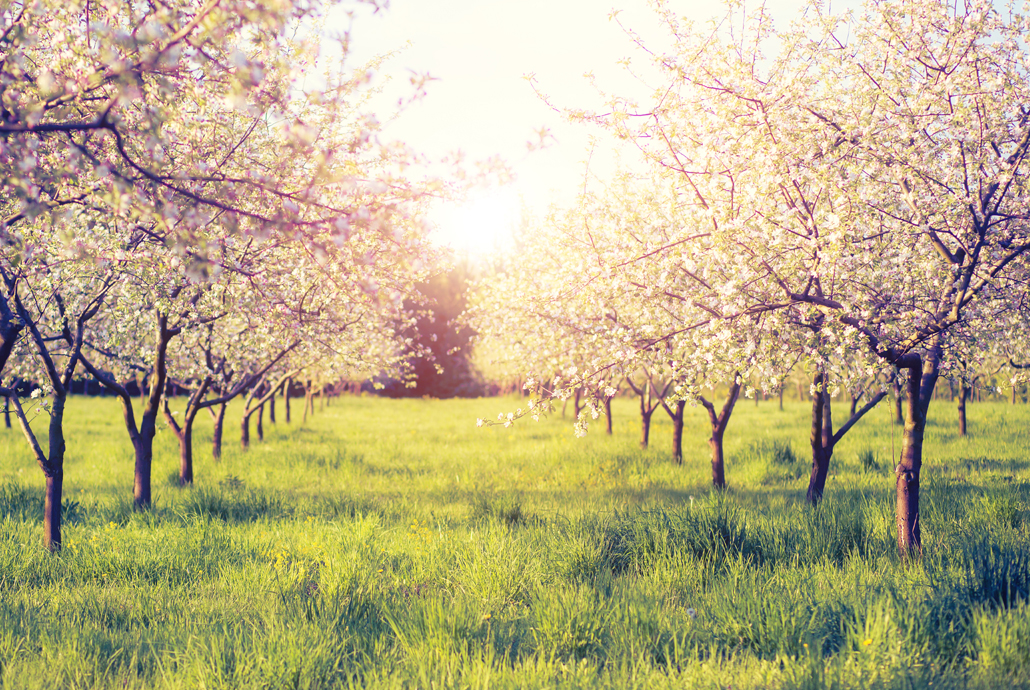 Pink Lady®: un progetto che vive dal 1973 Pink Lady®: un progetto che vive dal 1973