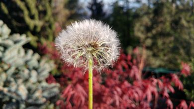 Questa foto è stata scattata con un telefono, ci credereste?