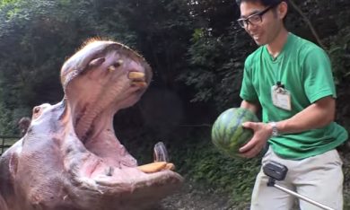 Mangiare un’anguria intera? Basta essere un ippopotamo