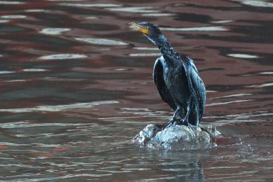 Genova, allarme per la fuga di petrolio che arriva al mare