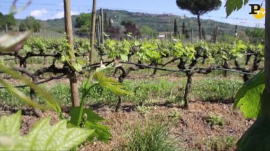 Falconiere, dove il vino è natura, cucina e stile