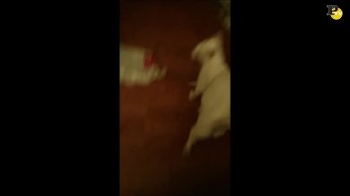 La reazione del gatto alla parola “hungry”