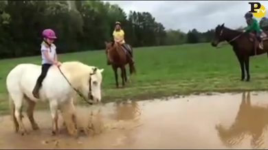 Il pony gioca nella pozzanghera