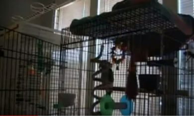 Il pappagallo heavy metal