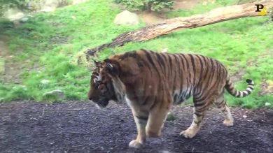 L’importanza del pisolino tra le tigri