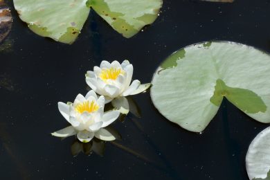 Italy: the success of green companies