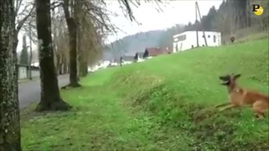 Il cane con uno strano hobby