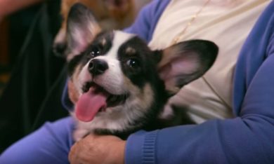 Il potere dei cuccioli di cane
