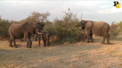 All’avventura in Botswana