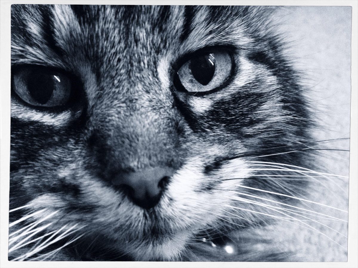 Selfie, in Arabia vietati quelli ai gatti Selfie, in Arabia vietati quelli ai gatti